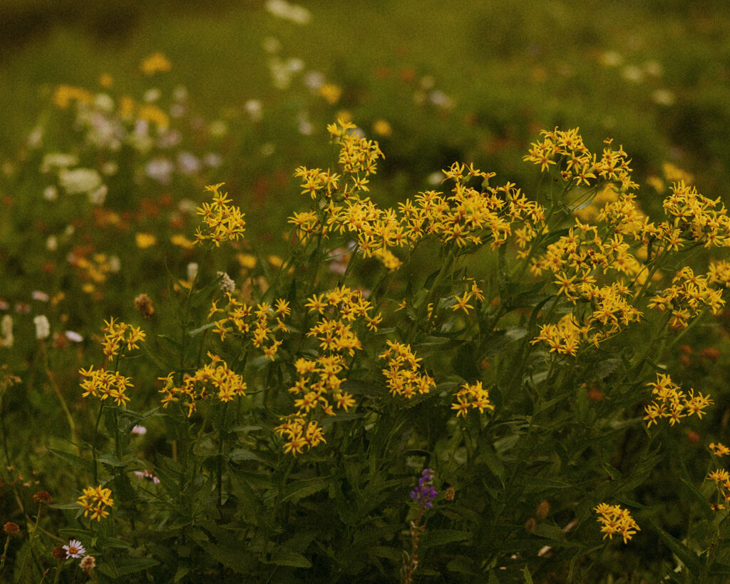 A field of yellow wildflowers is photographed at a mt Rainier wedding location
